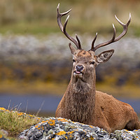 Buy canvas prints of Resting Stag by Tom Dolezal