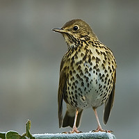 Buy canvas prints of Frosty Song Thrush by Tom Dolezal
