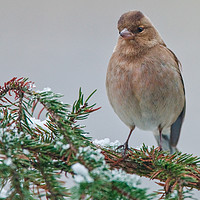 Buy canvas prints of Chaffinch on snowy branch. by Tom Dolezal