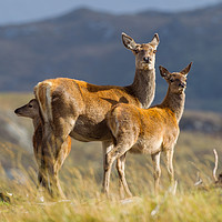 Buy canvas prints of Highland fawns with Hind by Tom Dolezal