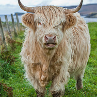 Buy canvas prints of Assynt Highland cow by Tom Dolezal