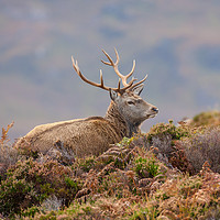 Buy canvas prints of Relaxing red deer stag by Tom Dolezal