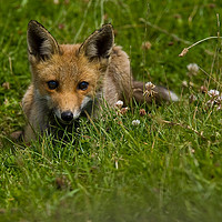 Buy canvas prints of Fox watching the world go by by Tom Dolezal