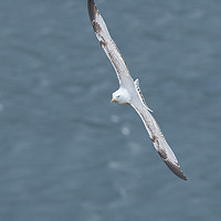Buy canvas prints of Incoming seagull by Tom Dolezal