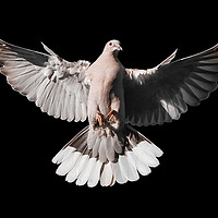 Buy canvas prints of Incoming Collar Dove by Tom Dolezal