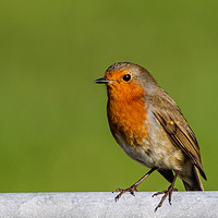 Buy canvas prints of Curious Robin by Tom Dolezal