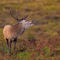 Buy canvas prints of Highlands rutting stag by Tom Dolezal