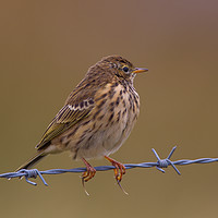 Buy canvas prints of Highlands Meadow Pippit by Tom Dolezal