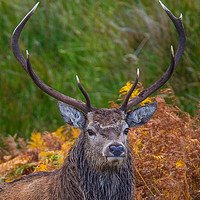 Buy canvas prints of Highland Stag portrait by Tom Dolezal