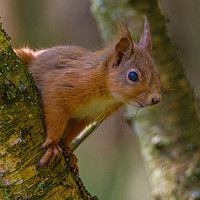 Buy canvas prints of Inquisitive red squirrel. by Tom Dolezal