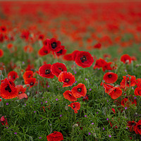 Buy canvas prints of Poppies by Tom Dolezal