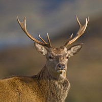 Buy canvas prints of Highland Red deer Stag portrait by Tom Dolezal