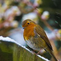 Buy canvas prints of Robin in snow flakes by Tom Dolezal
