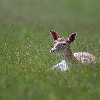 Buy canvas prints of Resting Fallow fawn by Tom Dolezal