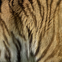 Buy canvas prints of Sumatran tiger fur by Tom Dolezal