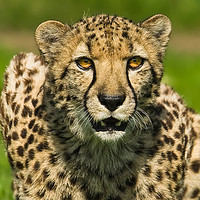 Buy canvas prints of Cheetah portrait by Tom Dolezal