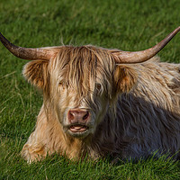 Buy canvas prints of Highland Cow portrait by Tom Dolezal