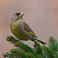 Buy canvas prints of Posing Greenfinch by Tom Dolezal