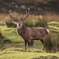 Buy canvas prints of Highland Red deer Stag profile by Tom Dolezal