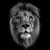 Buy canvas prints of Monochrome Lion face by Tom Dolezal