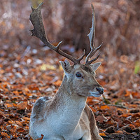 Buy canvas prints of Resting fallow stag by Tom Dolezal