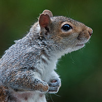 Buy canvas prints of Cute Grey Squirrel by Tom Dolezal