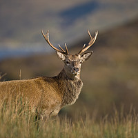 Buy canvas prints of Highland Stag profile by Tom Dolezal