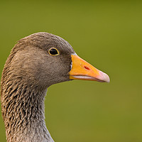 Buy canvas prints of Greylag goose profile by Tom Dolezal