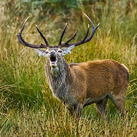 Buy canvas prints of Roaring Highland stag by Tom Dolezal