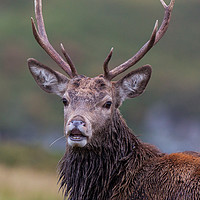 Buy canvas prints of Relaxed Highland stag  by Tom Dolezal