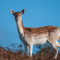 Buy canvas prints of Bambi in bracken by Tom Dolezal