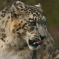 Buy canvas prints of Snow leopard profile by Tom Dolezal
