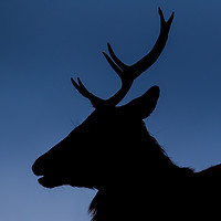 Buy canvas prints of Highland stag silhouette by Tom Dolezal