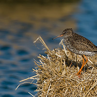 Buy canvas prints of Redshank searching for lunch by Tom Dolezal