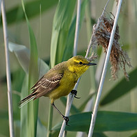 Buy canvas prints of Yellow Wagtail by Tom Dolezal