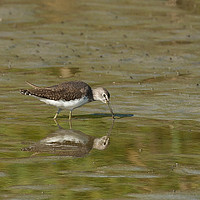 Buy canvas prints of Green Sandpiper reflection by Tom Dolezal