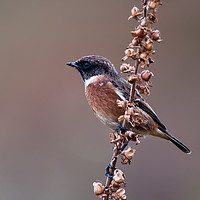 Buy canvas prints of Stonechat by Tom Dolezal