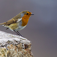 Buy canvas prints of Curious Robin by Tom Dolezal