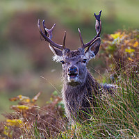 Buy canvas prints of Stag in the ferns by Tom Dolezal