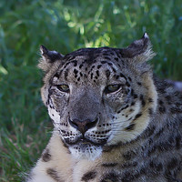 Buy canvas prints of Snow Leopard eyes by Tom Dolezal