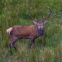 Buy canvas prints of Inquisitive Highland Stag  by Tom Dolezal