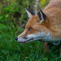 Buy canvas prints of Red Fox profile by Tom Dolezal