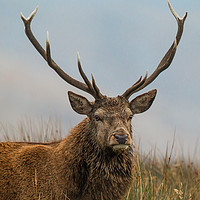 Buy canvas prints of Highland red deer stag portrait by Tom Dolezal