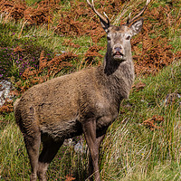 Buy canvas prints of Highland red deer stag. by Tom Dolezal
