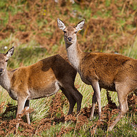 Buy canvas prints of Highland red deer hinds by Tom Dolezal