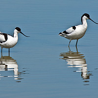 Buy canvas prints of Wading Avocet reflections by Tom Dolezal