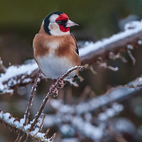 Buy canvas prints of Goldfinch in the snow. by Tom Dolezal