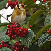 Buy canvas prints of Goldfinch amongst the berries by Tom Dolezal