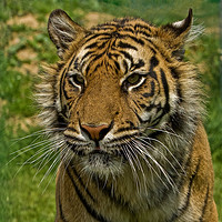 Buy canvas prints of Amur tiger portrait by Tom Dolezal