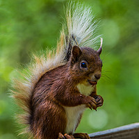 Buy canvas prints of Red squirrel profile by Tom Dolezal